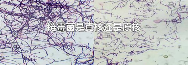 链霉菌是真核还是原核