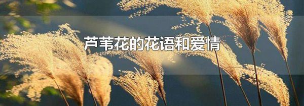 芦苇花的花语和爱情