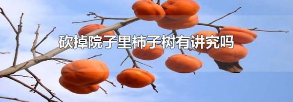 砍掉院子里柿子树有讲究吗