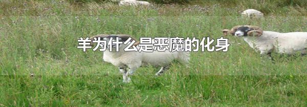 羊为什么是恶魔的化身