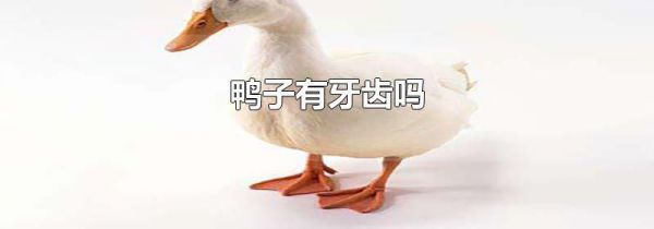 鸭子有牙齿吗