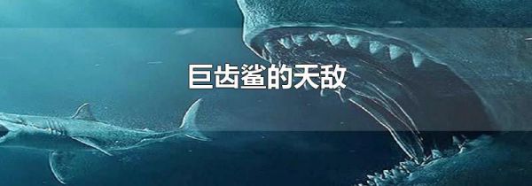 巨齿鲨的天敌