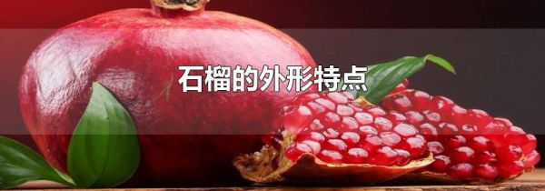石榴的外形特点