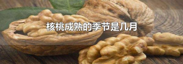 核桃成熟的季节是几月