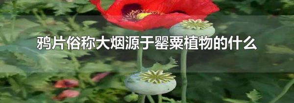 鸦片俗称大烟源于罂粟植物的什么