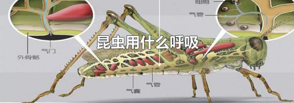 昆虫用什么呼吸