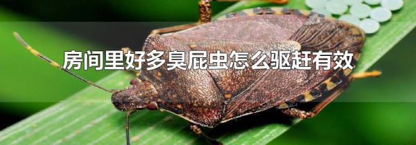 房间里好多臭屁虫怎么驱赶有效