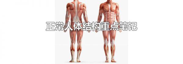 正常人体结构重点笔记