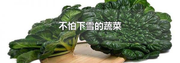 不怕下雪的蔬菜