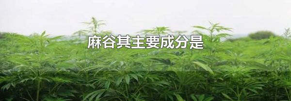 麻谷其主要成分是