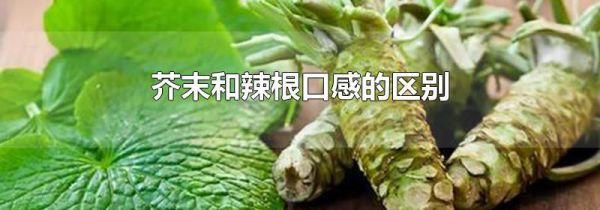 芥末和辣根口感的区别