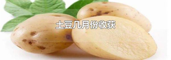 土豆几月份收获