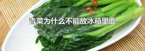 青菜为什么不能放冰箱里面