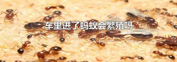 车里进了蚂蚁会繁殖吗