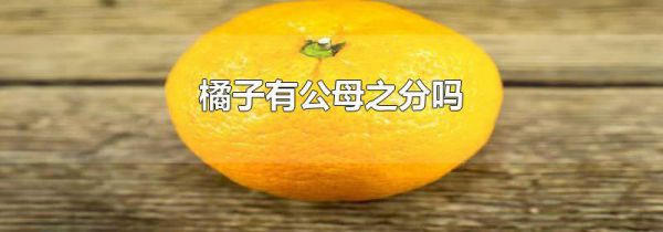 橘子有公母之分吗