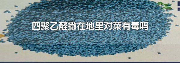 四聚乙醛撒在地里对菜有毒吗