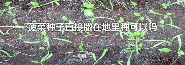 菠菜种子直接撒在地里种可以吗