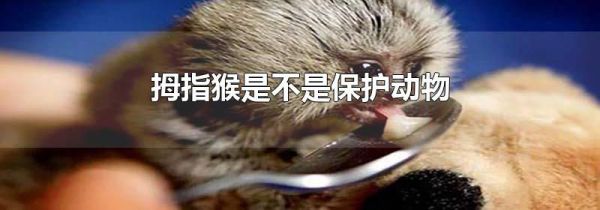 拇指猴是不是保护动物