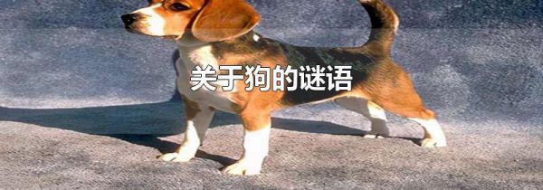 关于狗的谜语