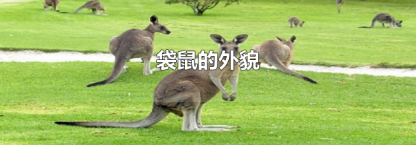袋鼠的外貌