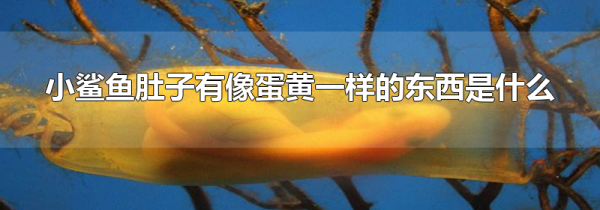 小鲨鱼肚子有像蛋黄一样的东西是什么