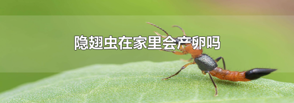 隐翅虫在家里会产卵吗
