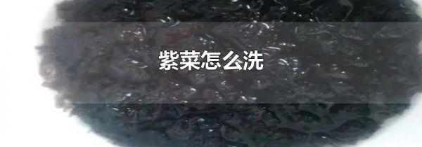 紫菜怎么洗