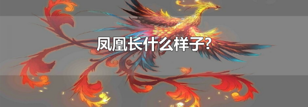 凤凰长什么样子?