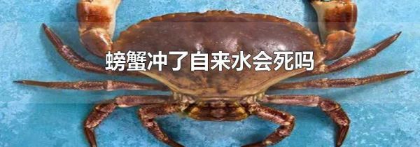 螃蟹冲了自来水会死吗