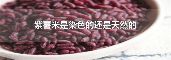 紫薯米是染色的还是天然的