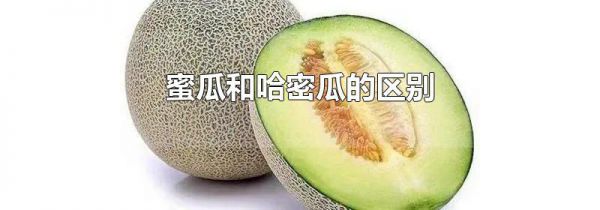 蜜瓜和哈密瓜的区别
