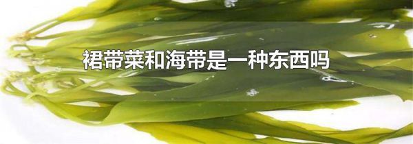 裙带菜和海带是一种东西吗