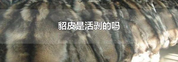 貂皮是活剥的吗