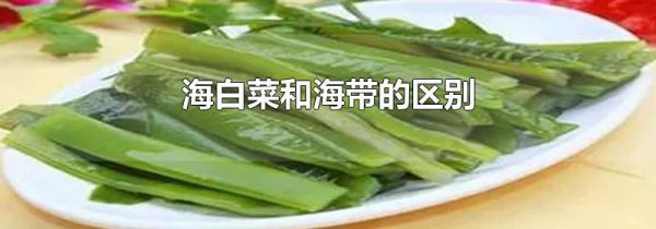 海白菜和海带的区别