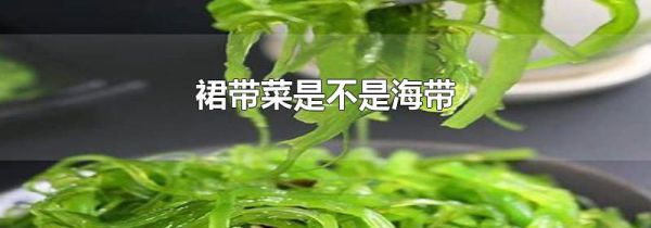 裙带菜是不是海带