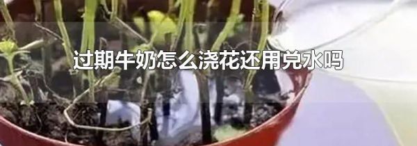 过期牛奶怎么浇花还用兑水吗