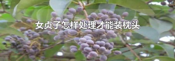 女贞子怎样处理才能装枕头