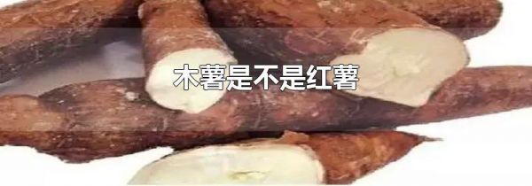 木薯是不是红薯