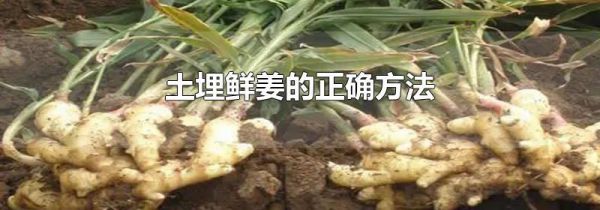 土埋鲜姜的正确方法
