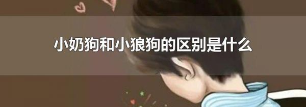 小奶狗和小狼狗的区别是什么