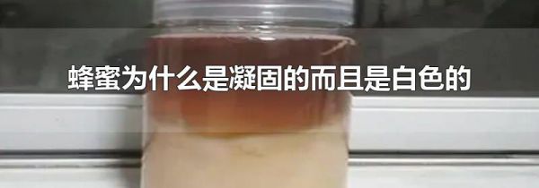 蜂蜜为什么是凝固的而且是白色的
