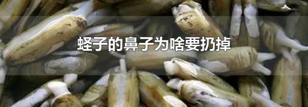 蛏子的鼻子为啥要扔掉