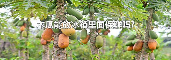 木瓜能放冰箱里面保鲜吗?