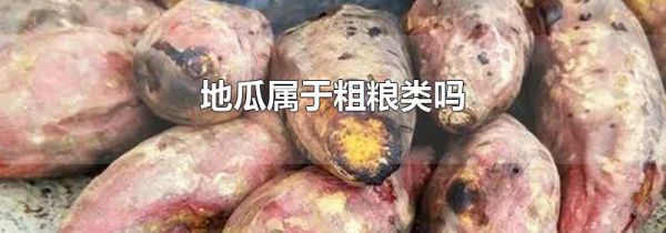 地瓜属于粗粮类吗
