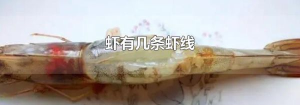 虾有几条虾线