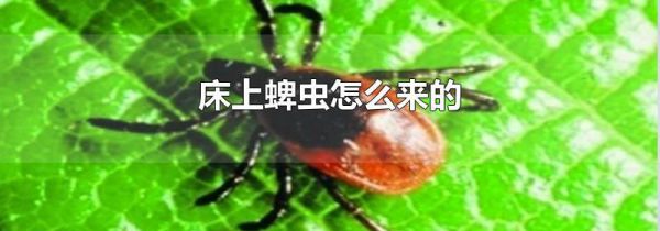 床上蜱虫怎么来的