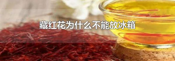 藏红花为什么不能放冰箱