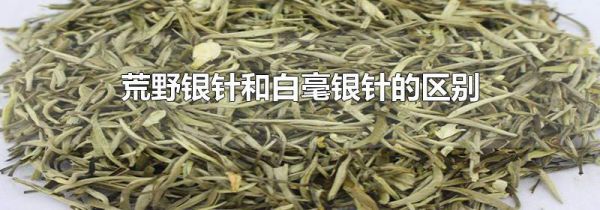 荒野银针和白毫银针的区别