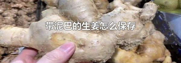 带泥巴的生姜怎么保存