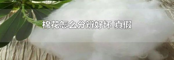 棉花怎么分辨好坏 真假